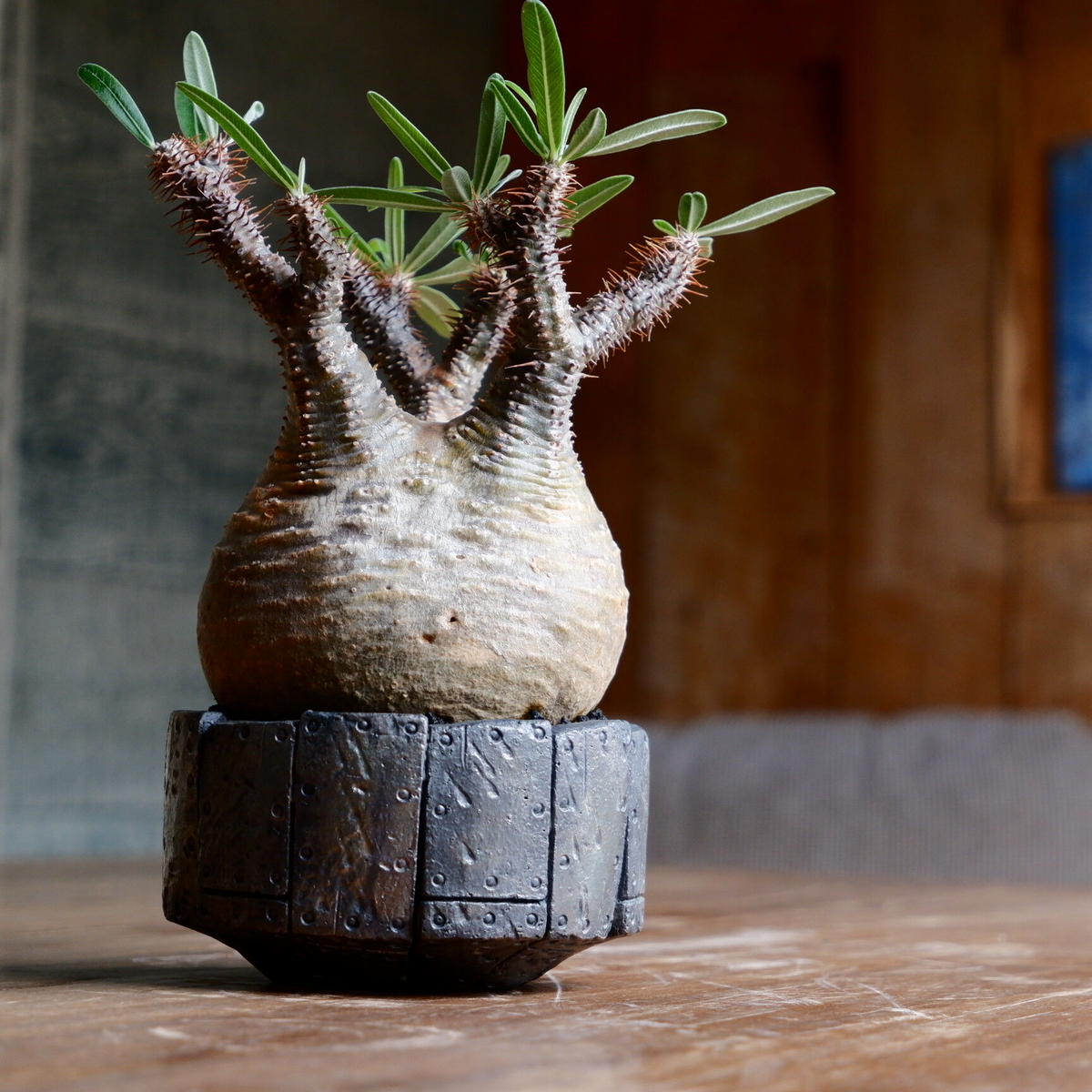 口径13cm植木鉢多肉塊根観葉植物ハンドメイド陶器陶芸 M10949 口径