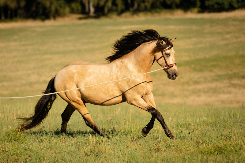 Find the right cavesson for your horse at PICADERA