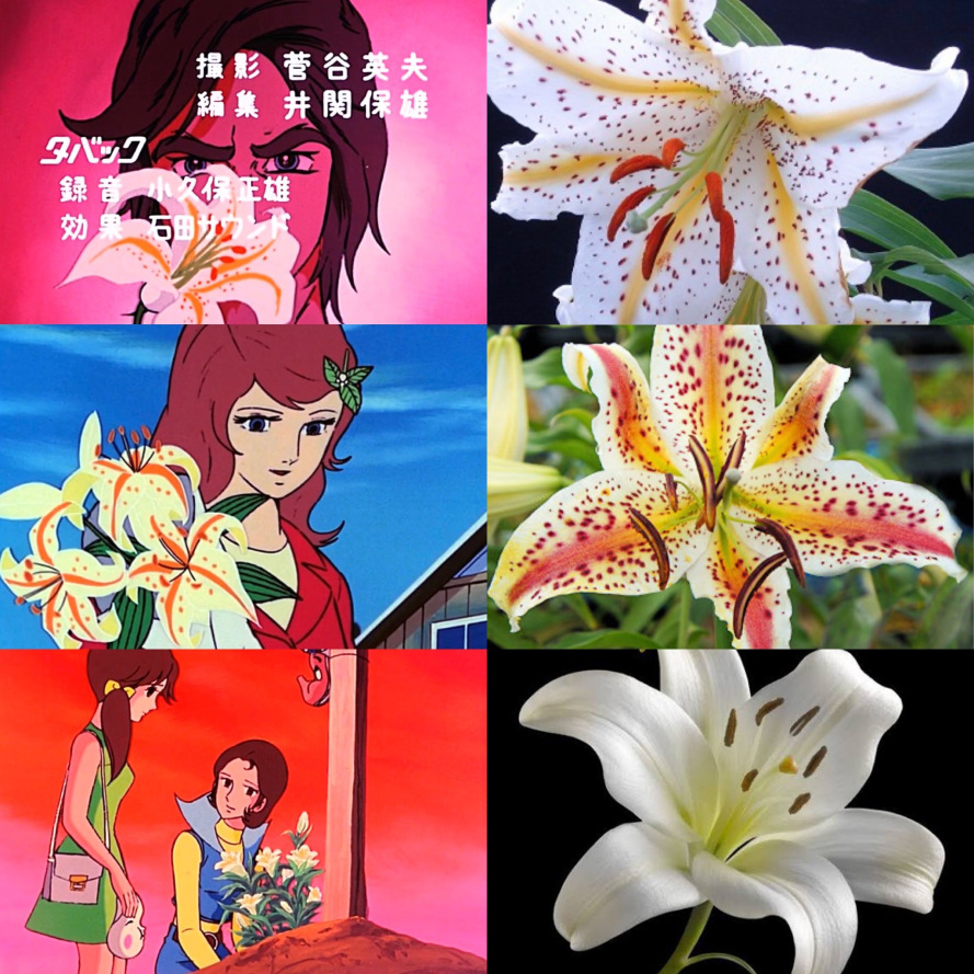 Lilies (ゆり) 百合 (ユリ) Yuri – Planet Dizer