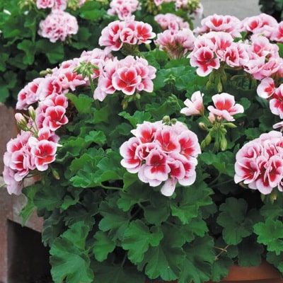 スーパーゼラニウム チャンピオン | PROVEN WINNERS (PW)【植物の国際