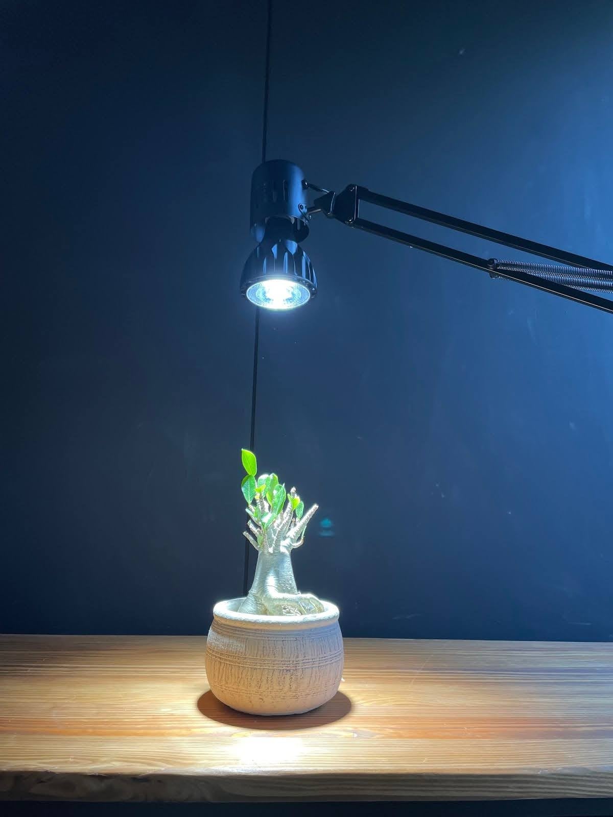 発売から1年6ヶ月で販売数2万個を突破！BRIMの植物育成用LEDライトが