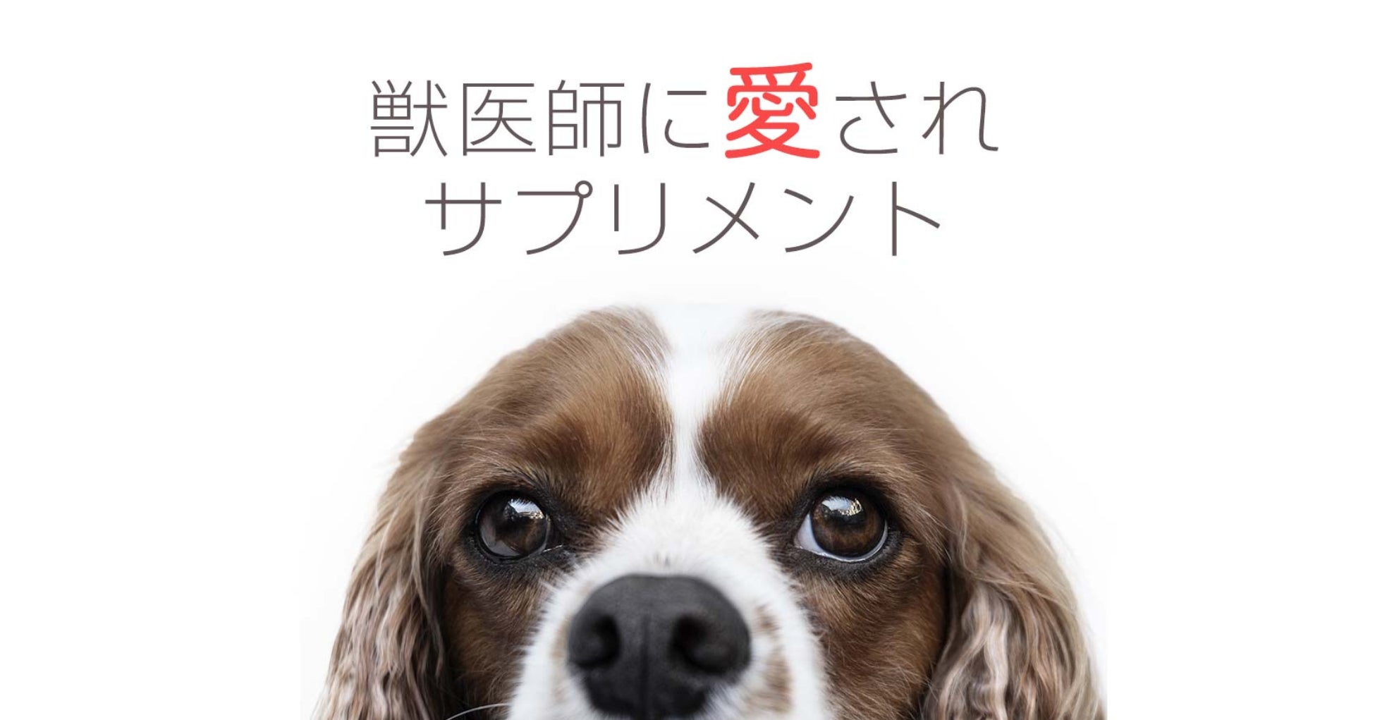 犬の心臓病マーカー降下剤・予防薬治療薬特許を世界で初めて取得