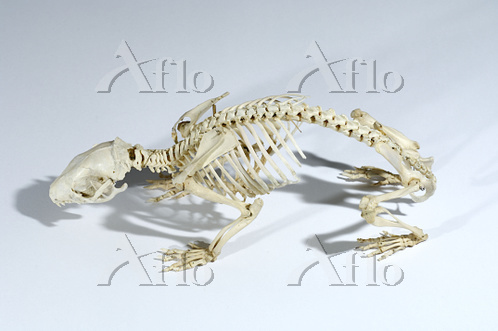 ハリネズミの骨格 [93911705]の写真素材 - アフロ