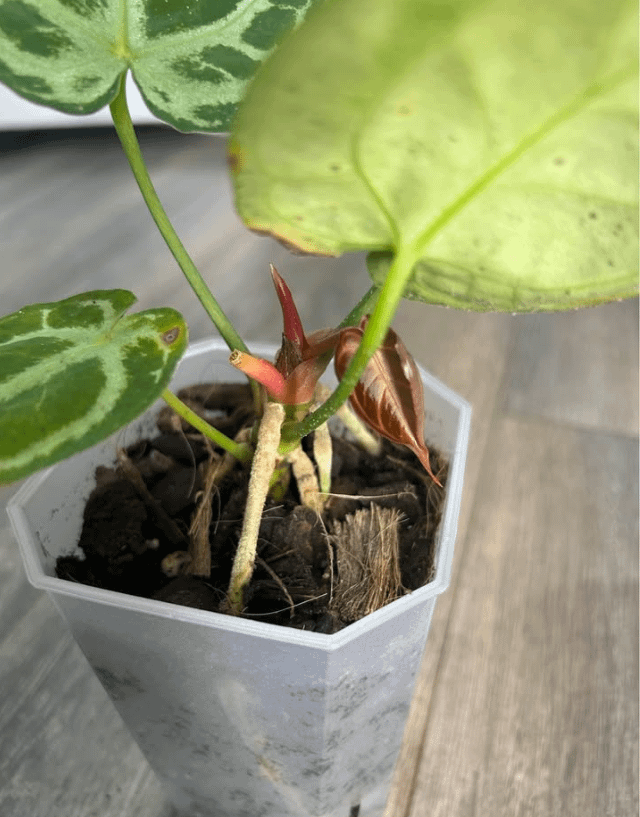 これってアンスリウム KOS/HU x レッドクリスタリナムかな？ : r/Anthurium