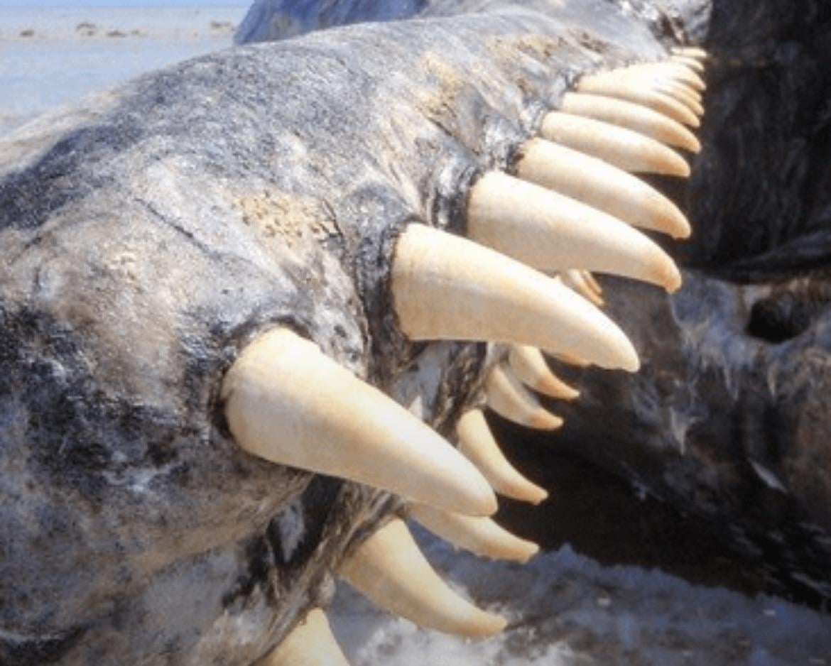 今日の現役最大の捕食動物であるマッコウクジラの歯 : r/badassanimals