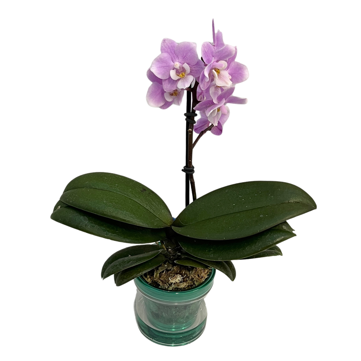 特選胡蝶蘭 サクラン ピンク アクアポット - QVC.jp