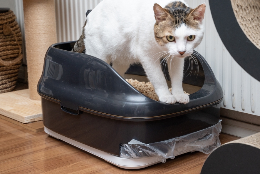 Catlog Boardの購入 | Catlog