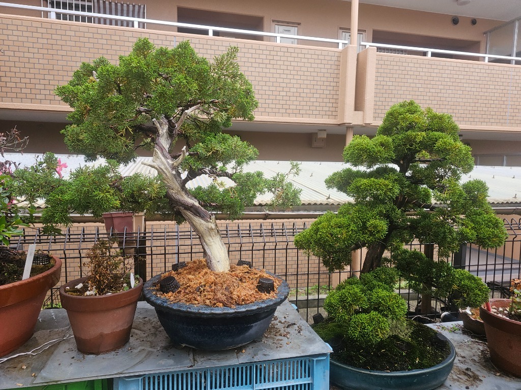 株）一樹園 真柏 大品盆栽／樹齢35年 : 一樹園 - 通販 - Yahoo