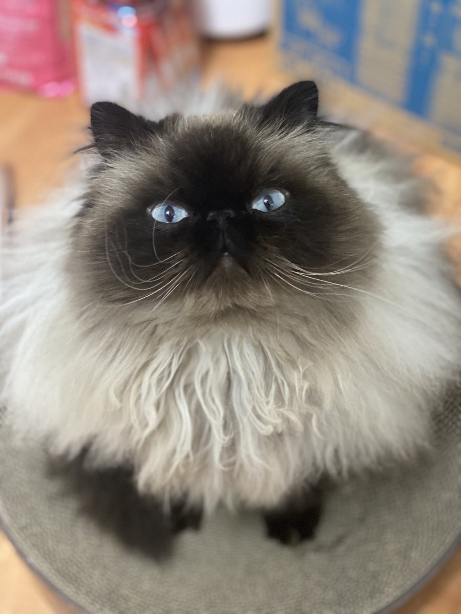 ブサカワがたまらない 「鼻ぺちゃ猫」集合！｜つぶやきピックアップ