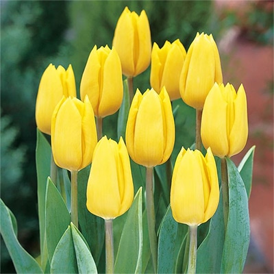 アイスチューリップ イエローフライト｜種（タネ）,球根,苗,資材