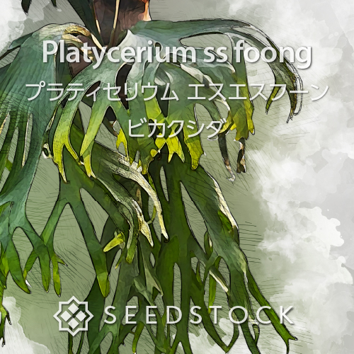 種子/胞子] ビカクシダ マダガスカリエンセ Platycerium