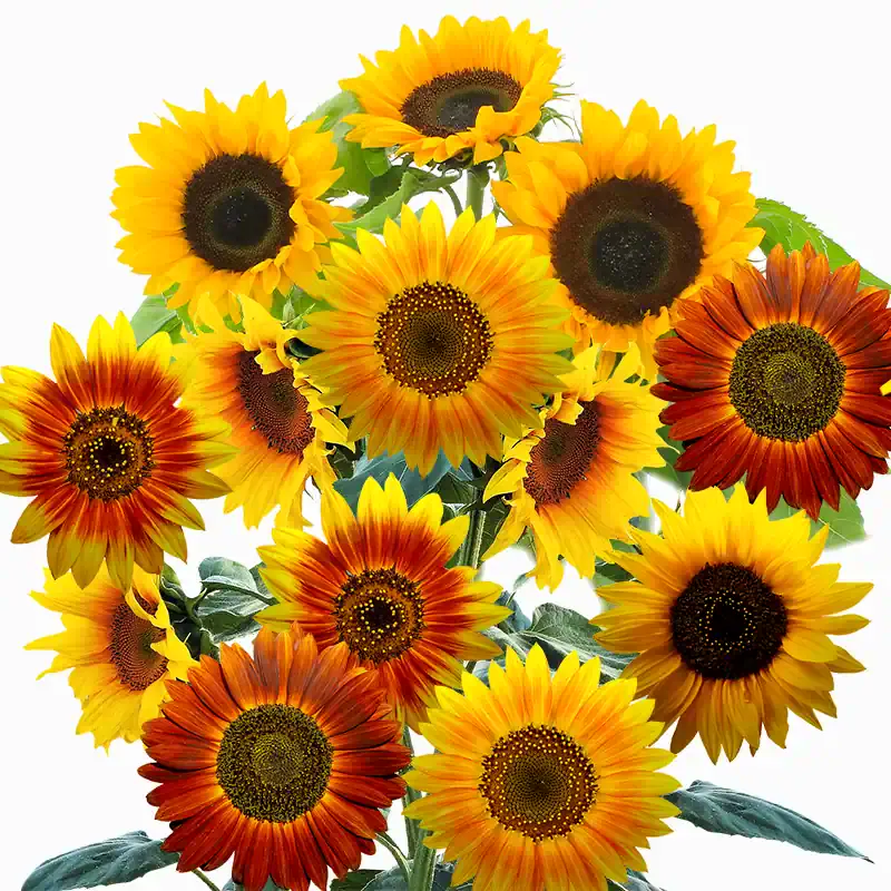 All Sorts Mix Sunflower Heirloom Seed - Todd's Seeds