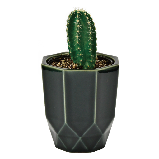HACHI KAKU CACTUS - 聖新陶芸株式会社｜栽培キットの企画・製造・販売