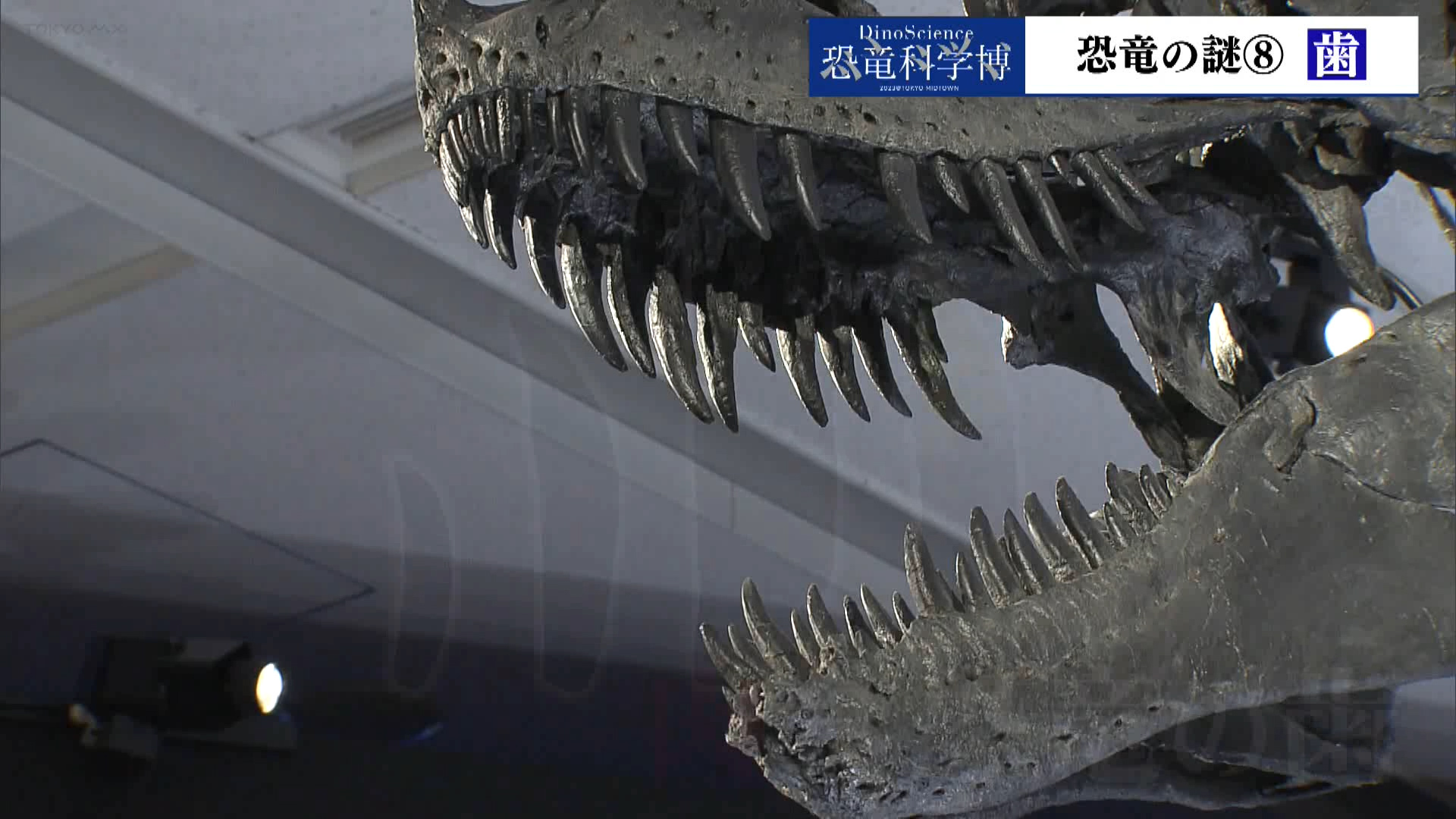 恐竜科学博」 恐竜の謎⑧ 歯｜TOKYO MX+（プラス）