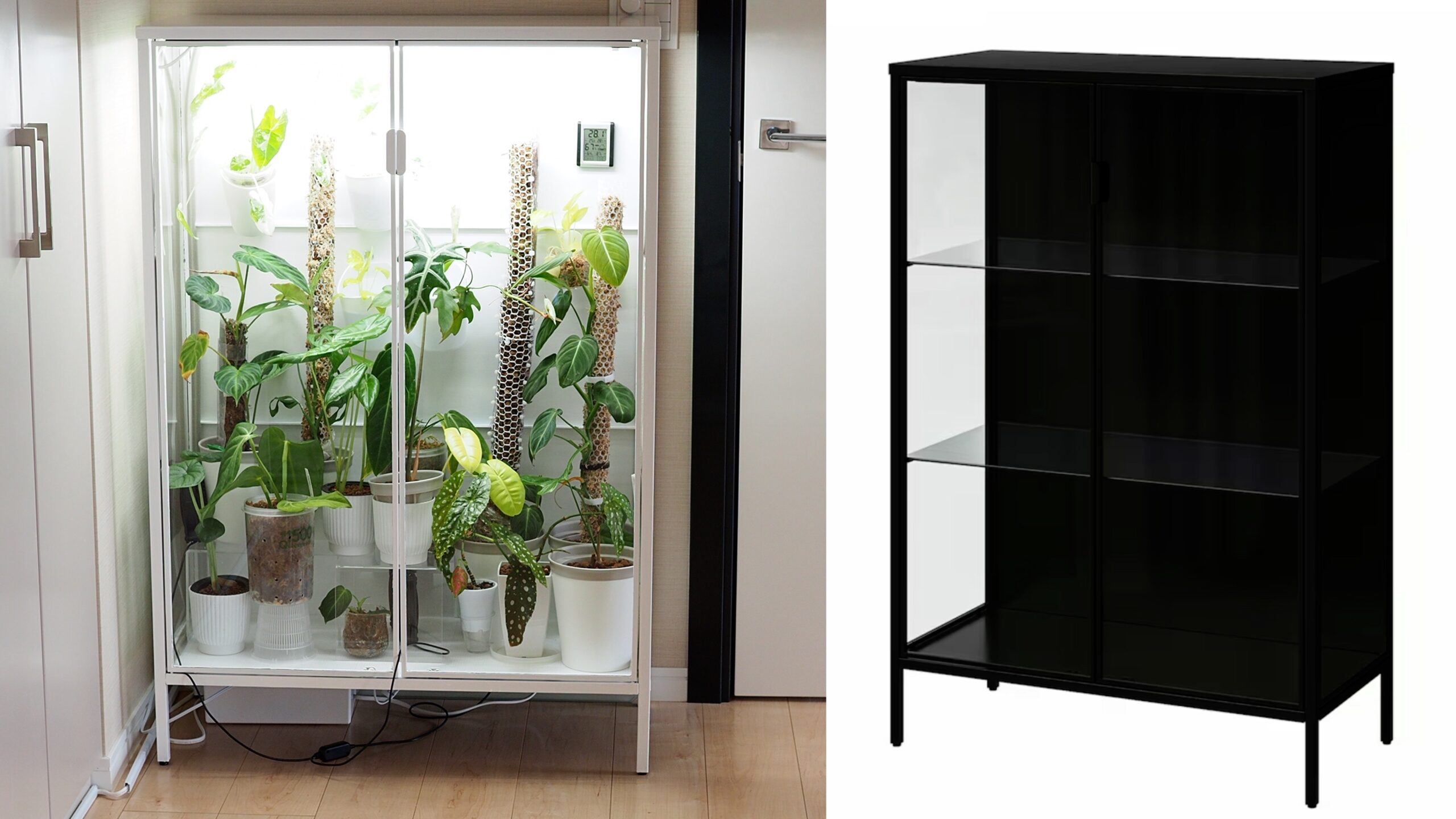 IKEAのコレクションケース」で熱帯植物を育てる【RUDSTA /ルードスタ