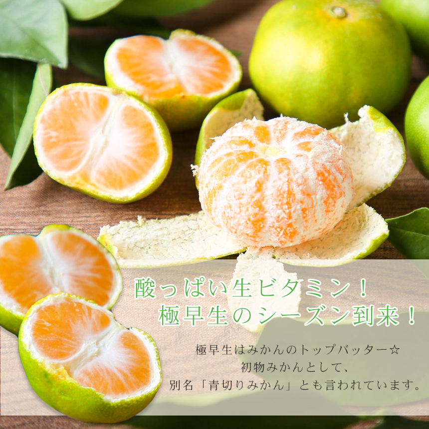 株式会社フレッシュつちやま / みかん 果物 フルーツ 柑橘 極早生吉田