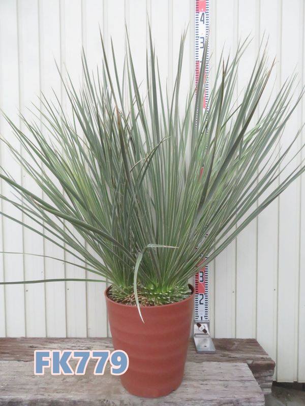 楽天市場】【現品発送】ユッカ リギダ 12号鉢植え H60cm【産直
