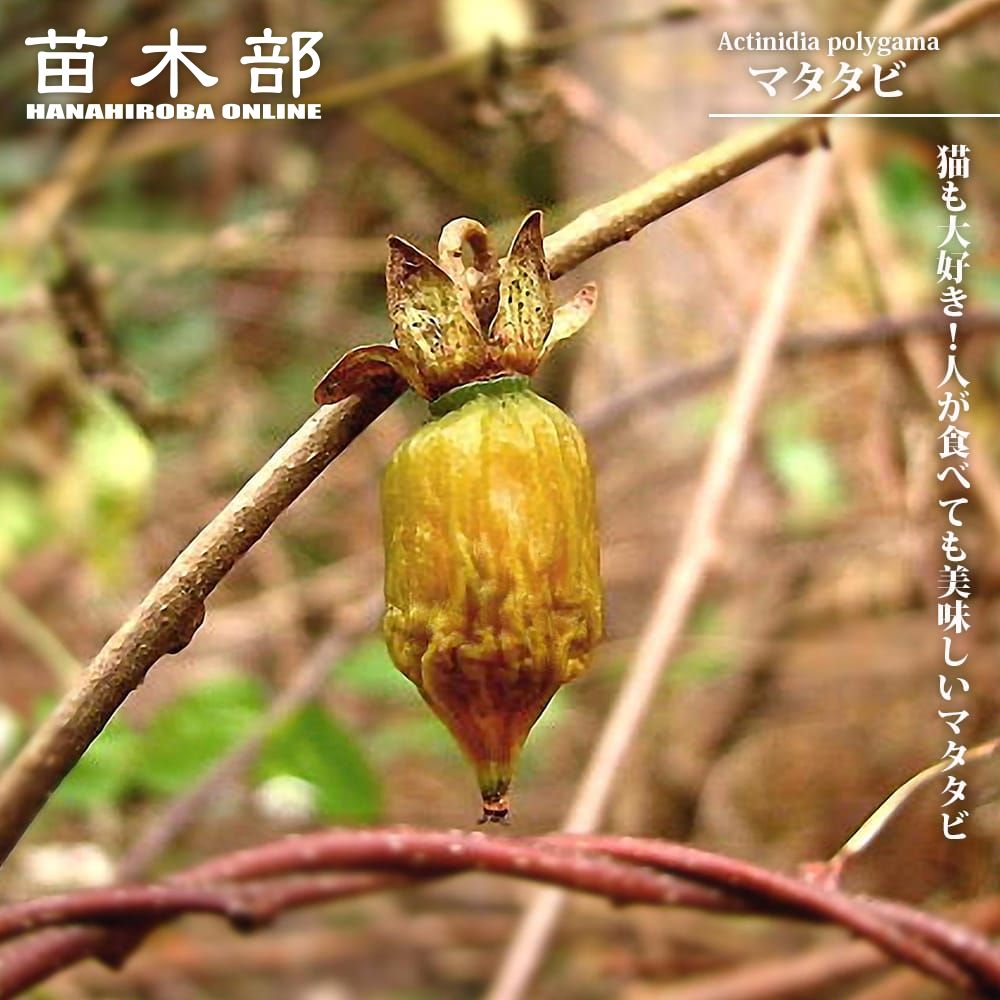 楽天市場】ヤシの木 カナリーヤシ フェニックス 5号白鉢植え : 苗木部