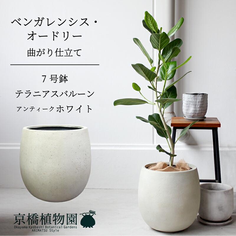 楽天市場】【SSクーポンあり】【鉢カバー】テラニアス バルーン（8号