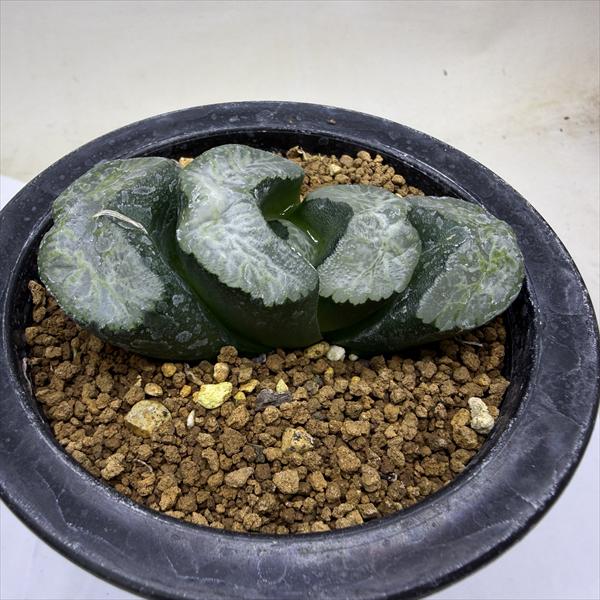 楽天市場】多肉植物：ハオルチア 鮮明黄色斑 コレクタ錦*幅6cm 現品