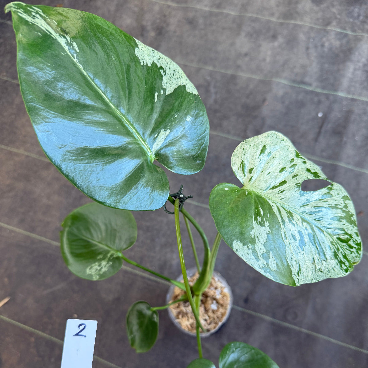 厳選2株追加】モンステラ・デリシオーサ 'ベトシオーサ' – RARE PLANTS