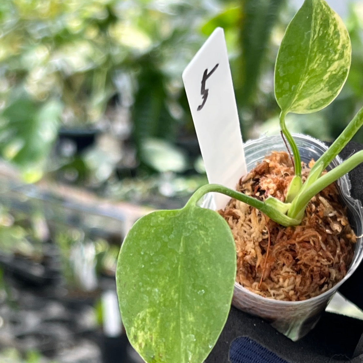 モンステラ・デリシオーサ 'イエローマリリン' – RARE PLANTS JAPAN