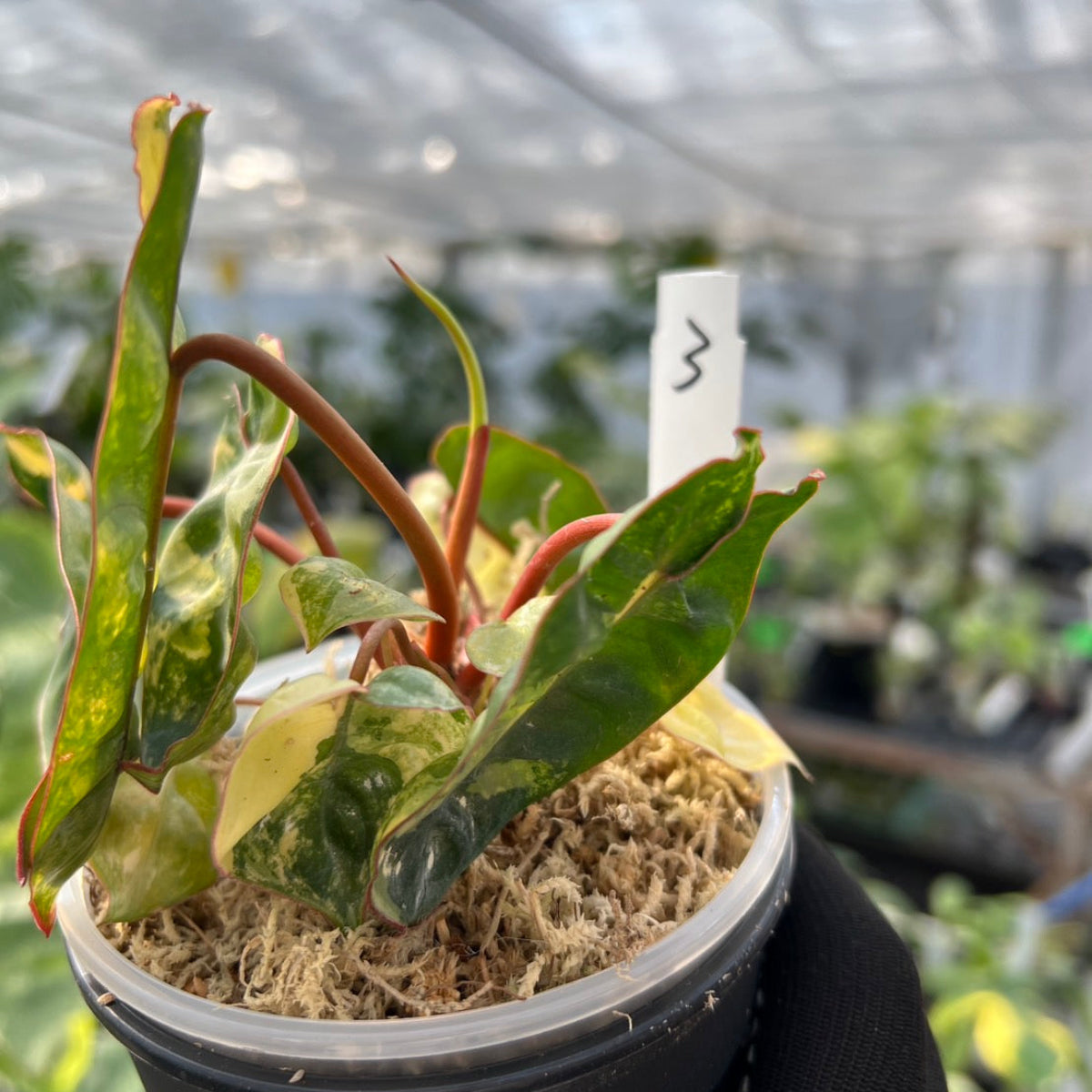 フィロデンドロン・ビレッティア 斑入り 3.5号サイズ – RARE PLANTS