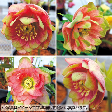 クリスマスローズ・ピエラ フレア| 種・苗・ガーデニング用品の