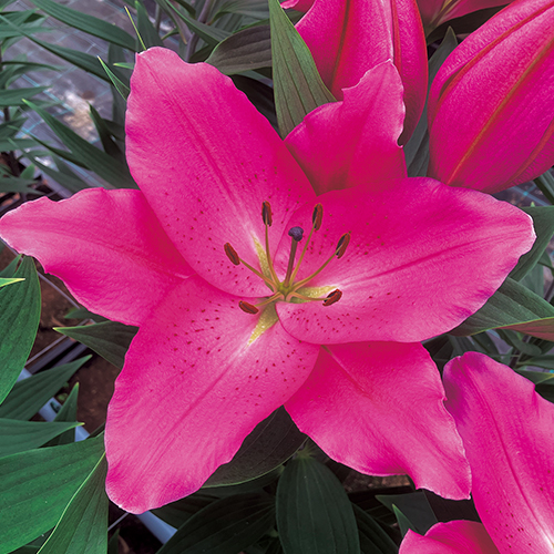 冷凍ゆり（オリエンタル）・冷凍アイマックス（3月出荷）| 種・苗