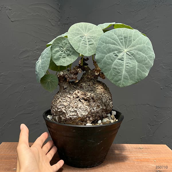 観葉植物 ステファニア カウィーサキー（sp.ノバ） 9号鉢植え : 園芸