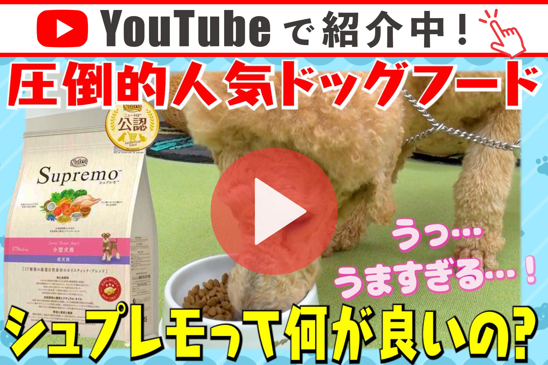 シュプレモ 公認店 ニュートロ 小型犬用 成犬用 6kg ドッグフード