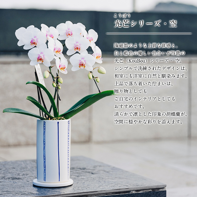 胡蝶蘭 ミディ 2本立 鉢植え 花の色おまかせ 陶磁器調鉢 光芒 空 熊本