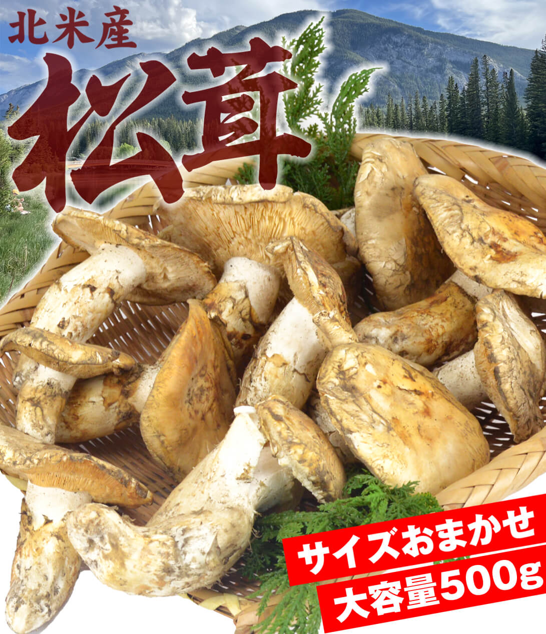 松茸 約500g 北米産 冷蔵便 ご家庭用 送料無料 食品 : 食みらい・国