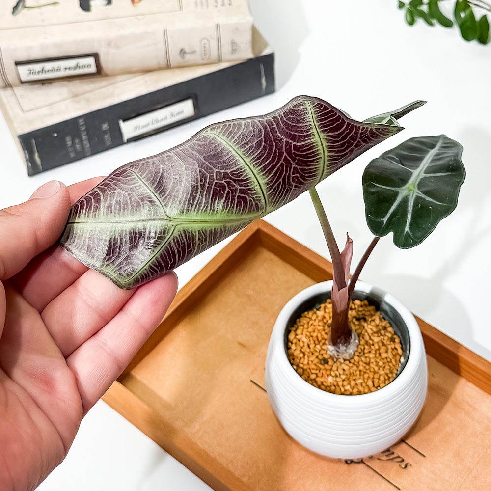 PLANCHU 観葉植物 アロカシア アマゾニカ ポリー 3号丸鉢 受け皿付き