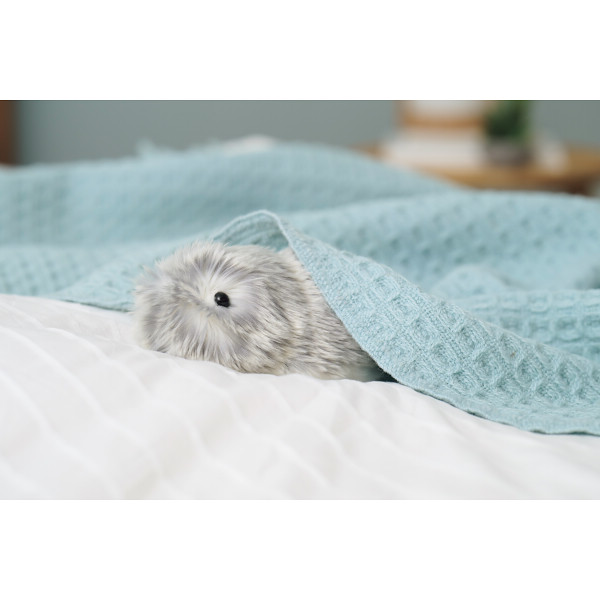 カシオ モフリンシルバー | シャディギフトモール