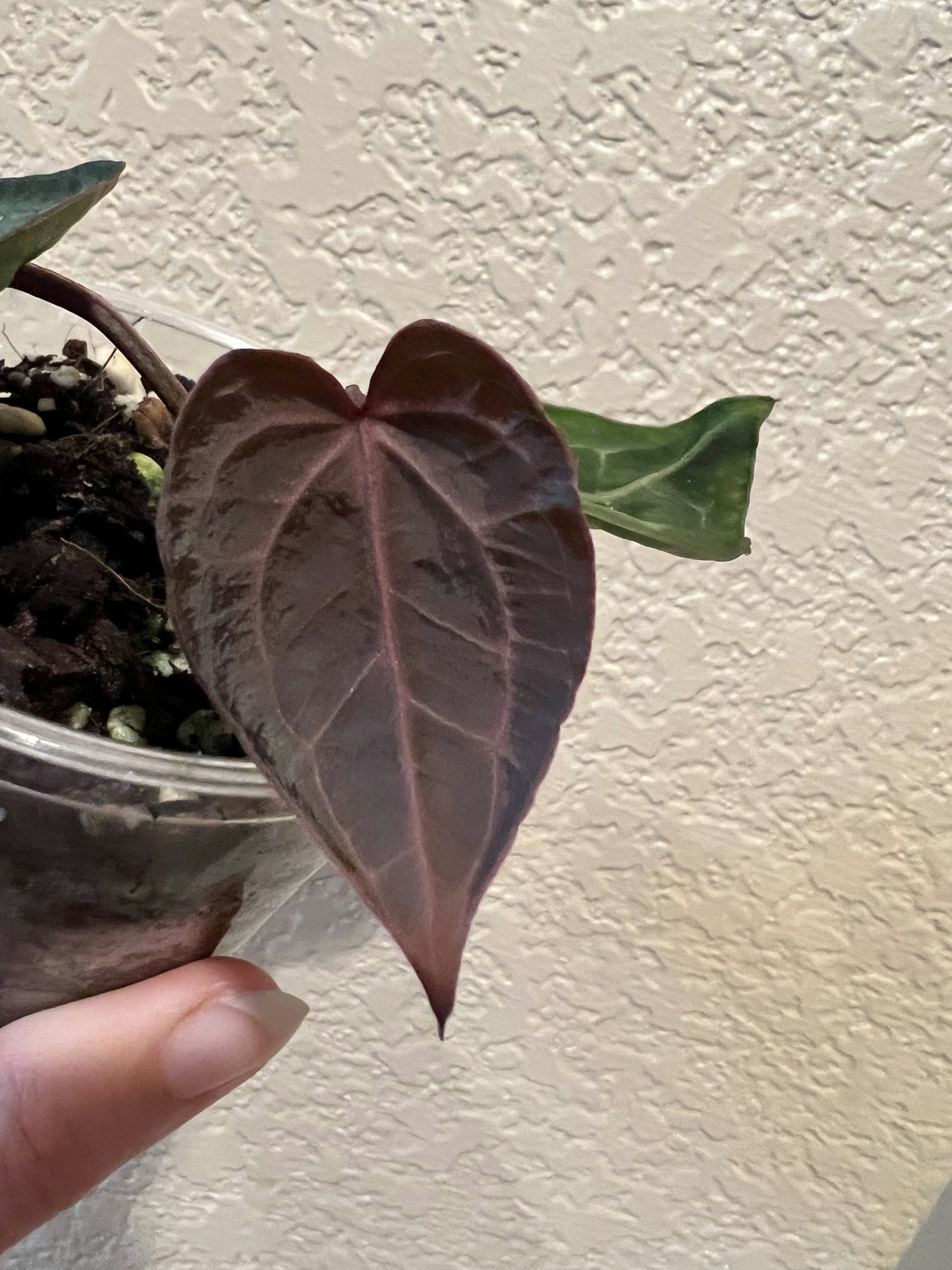 MonsteraX Marketplace | Anthurium skg silver x red crystallinum
