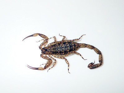 静岡県内で発見！特定外来生物のマダラサソリ！: 加藤英明の「静岡