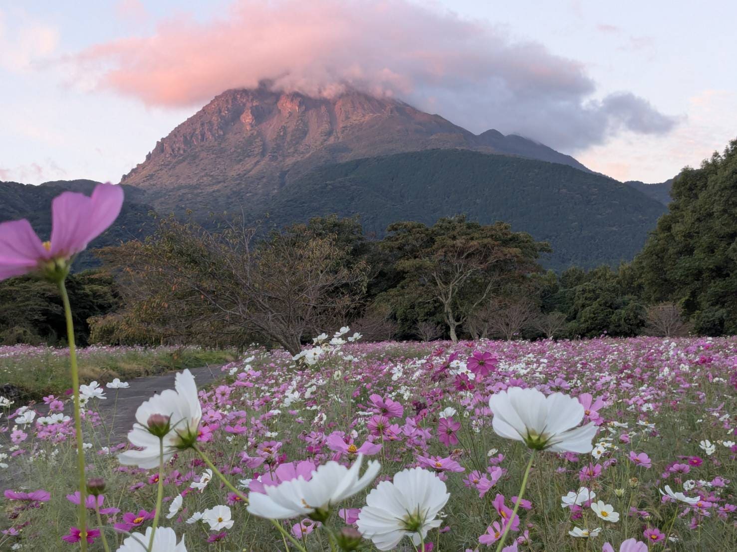 しまばら火張山花公園「秋桜まつり」 – Enjoy!しまばら