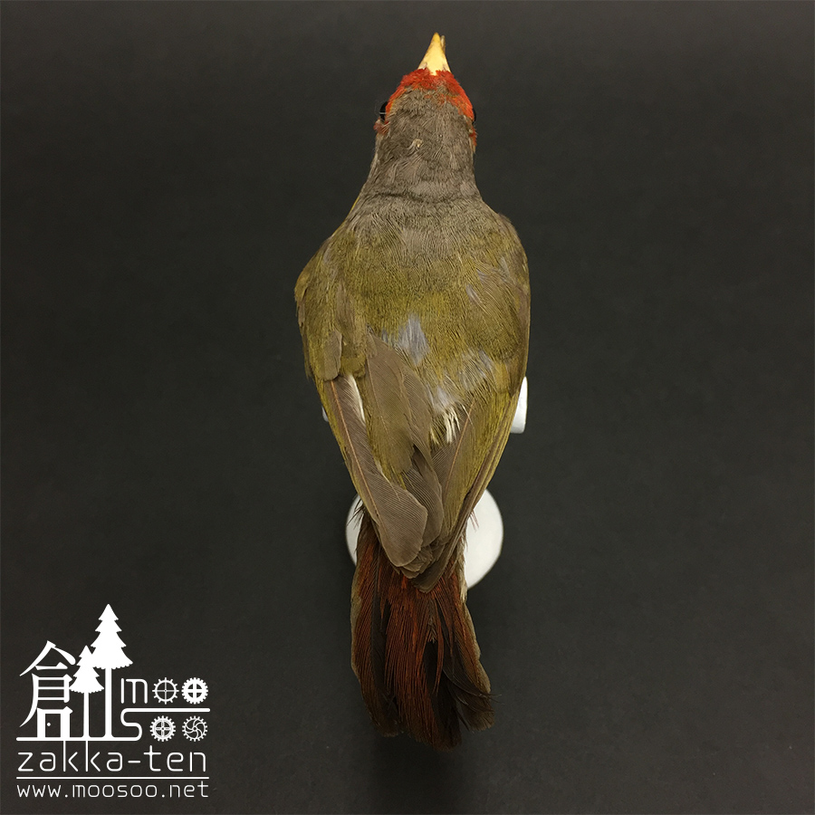 フランスの鳥の剥製01 | 博物と古物の奇妙な雑貨店 シュレディンガーの