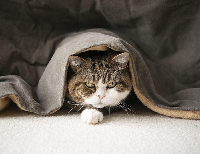 こたつねこ。Kotatsu and Cats. | 私信 まるです。