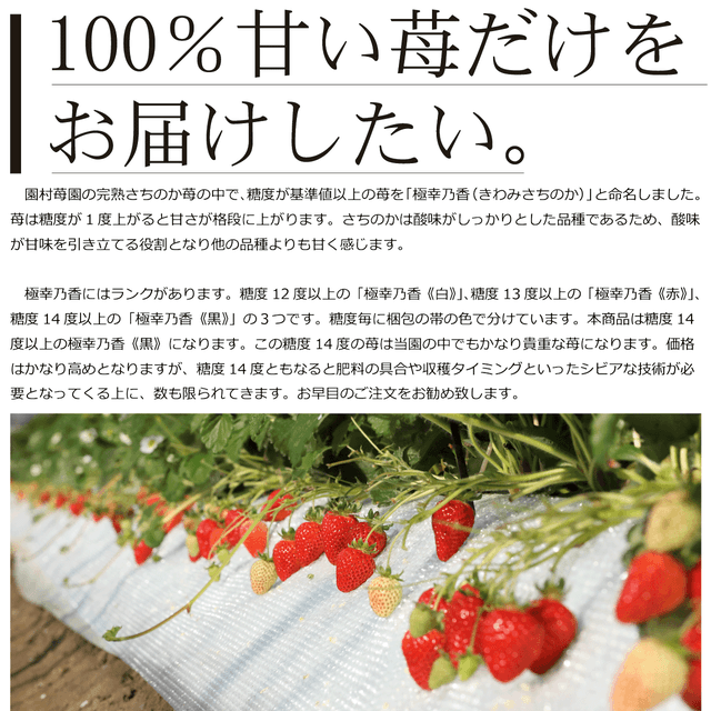 完熟「さちのか」苺を産地直送、一粒一粒真心込めてお届け致します