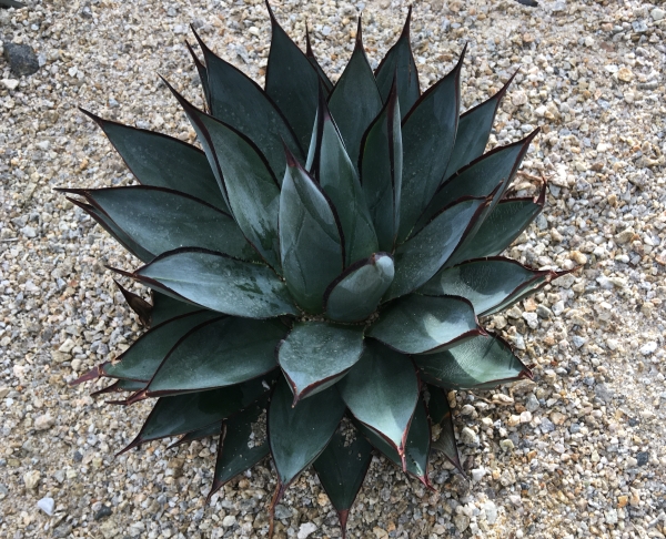 アガベ・吉祥天の育て方