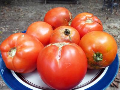 Homestead 24 Tomato