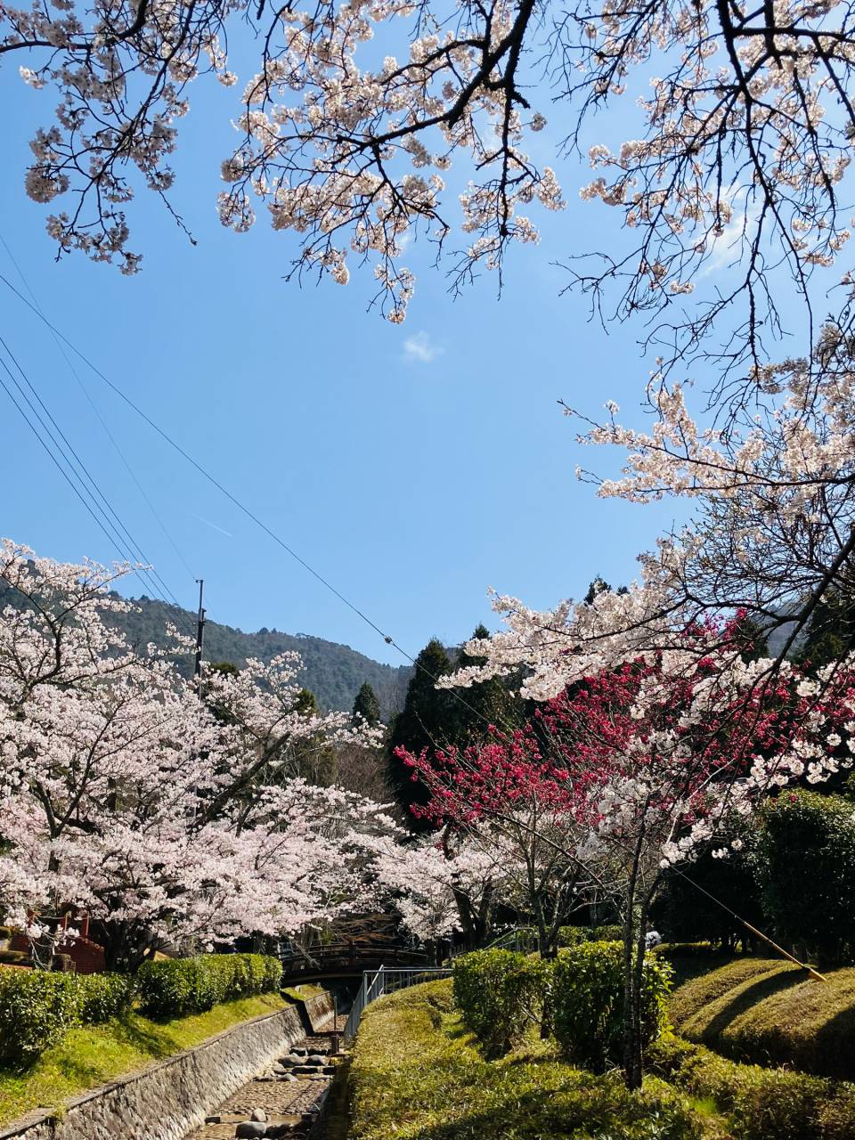 水分れ公園の花見・桜名所【2026】- ウェザーニュース - ウェザーニュース