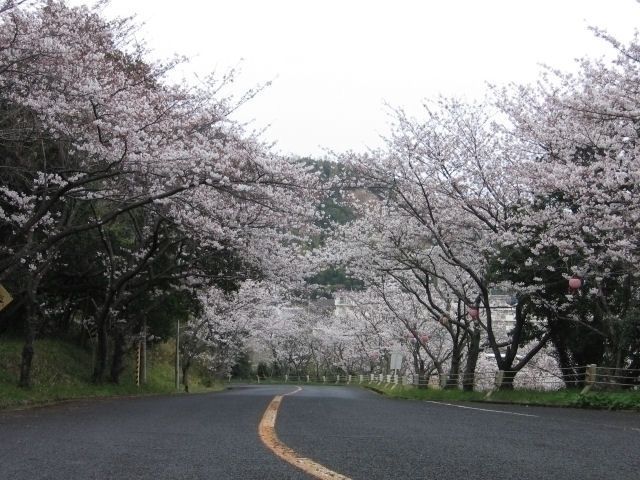津峯公園の桜｜花見特集2026