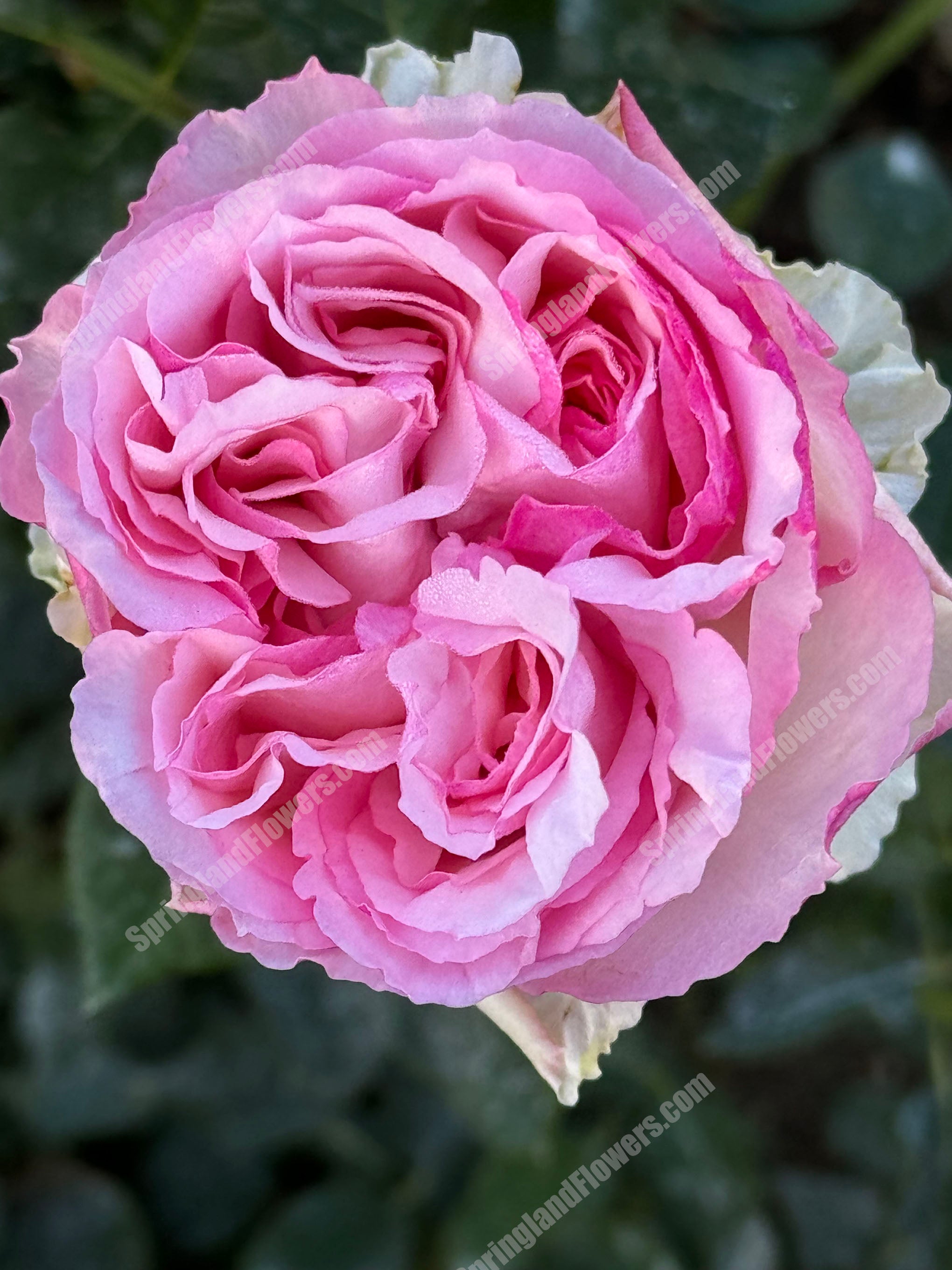 SPJ090，Neo Cherry Shallow 新浅樱桃，Japanese Florist Shrub Rose
