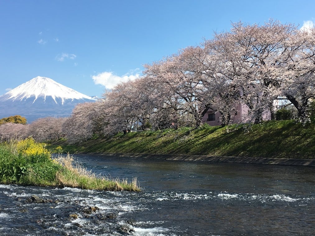 桜と富士山のコラボを狙って静岡の富士市＆富士宮市をぐるぐる