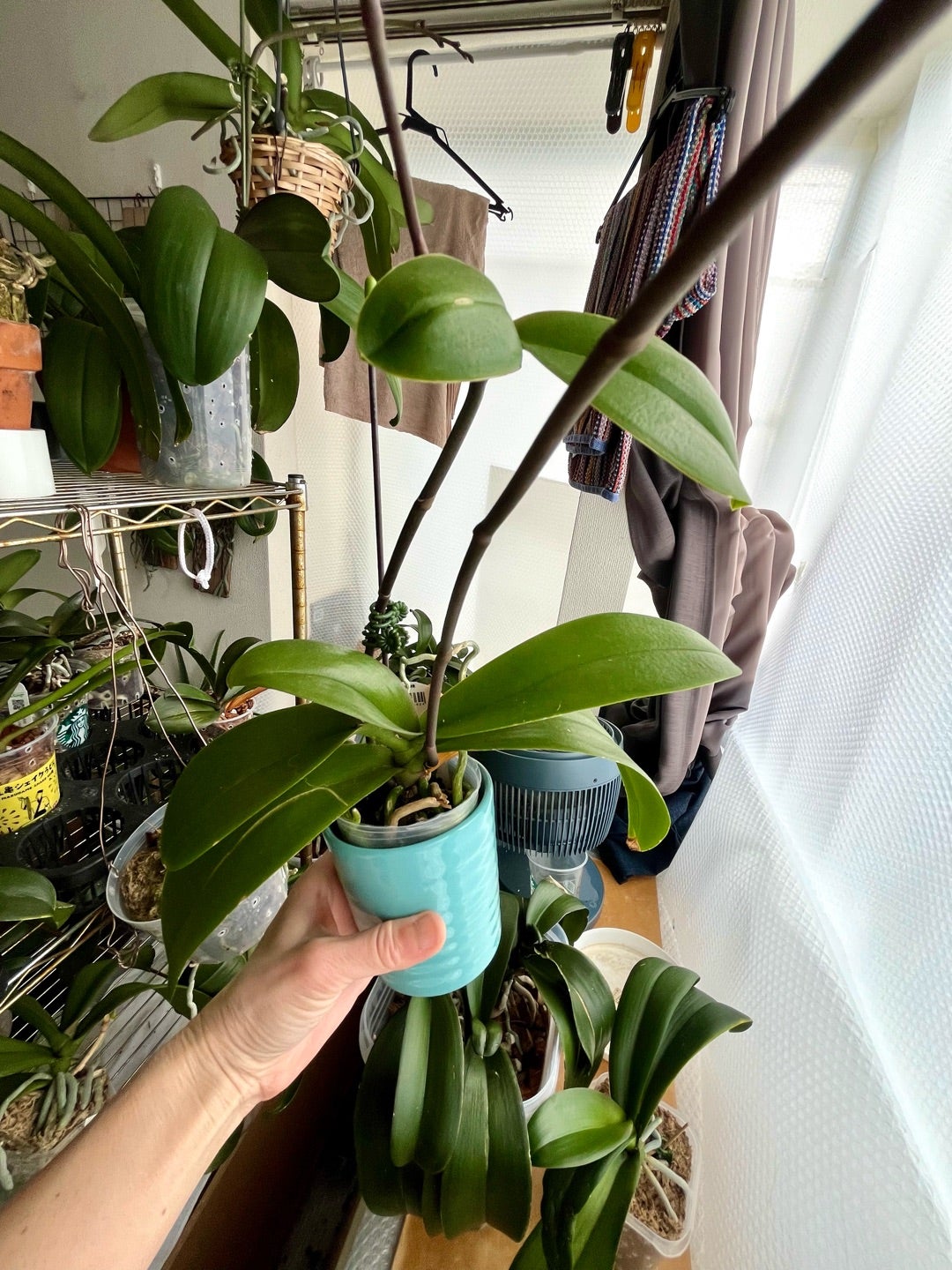 胡蝶蘭キヨピンクサクラ 高芽から花茎つぼみだけなの？の巻 | 胡蝶蘭に