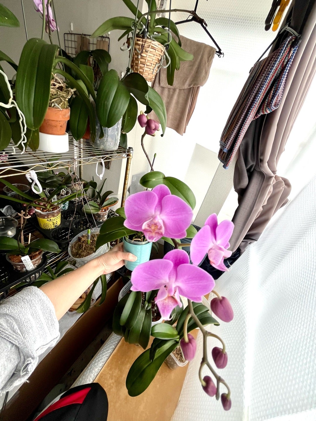胡蝶蘭キヨピンクサクラ 高芽から花茎つぼみだけなの？の巻 | 胡蝶蘭に