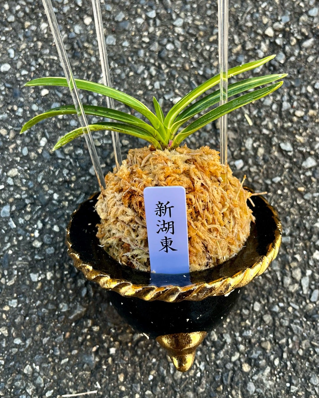 富貴蘭【新湖東】 | 富貴蘭を楽しんでブログ